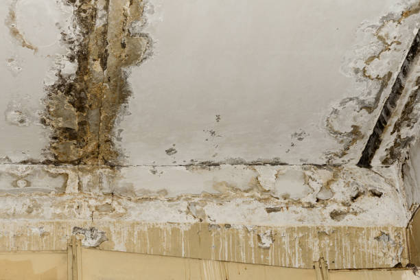 Best Commercial Mold Inspection  in Orange Blossom, CA