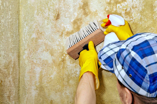 Best Mold-Related Health Consultation  in Orange Blossom, CA