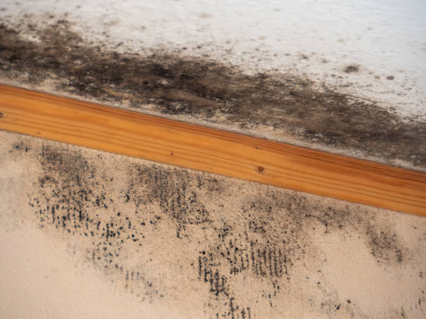 Best Real Estate Mold Inspection  in Orange Blossom, CA