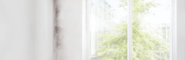 Best Airborne Mold Testing  in Orange Blossom, CA