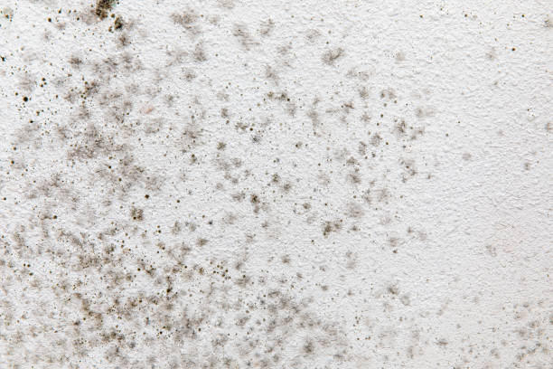 Best Air Quality Testing for Mold Spores  in Orange Blossom, CA