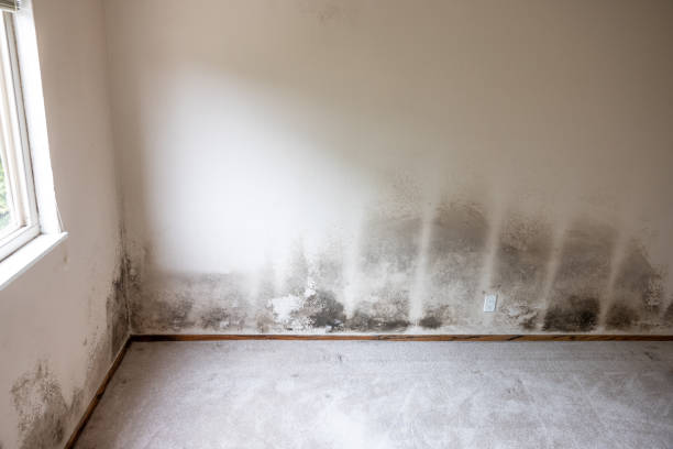 Best Mold Odor Removal Services  in Orange Blossom, CA