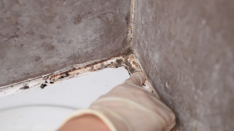 Best Real Estate Mold Inspection  in Orange Blossom, CA
